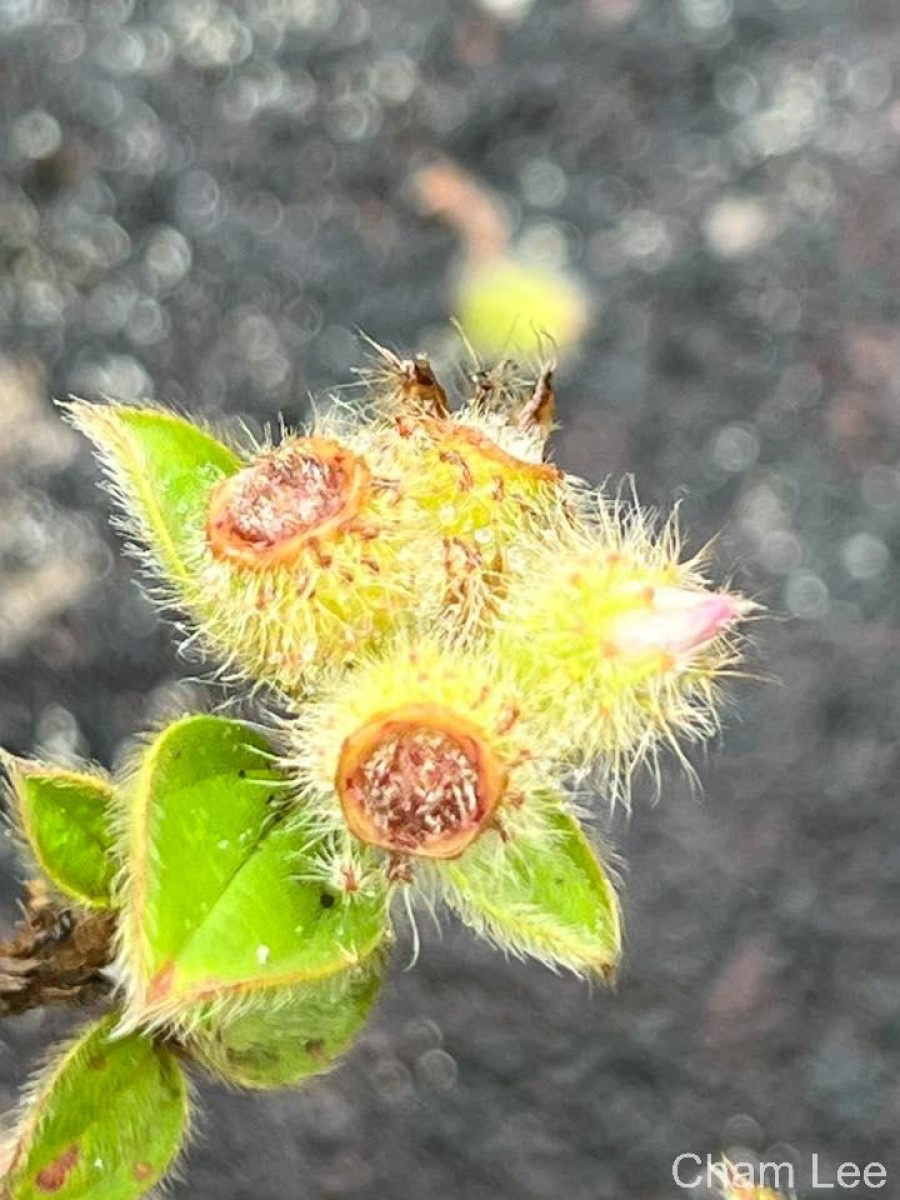 Osbeckia rubicunda Arn.